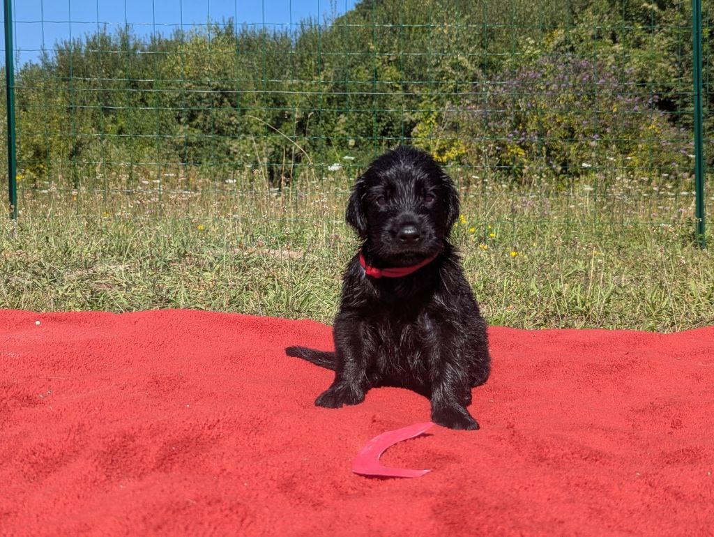 Moonfriend - Chiots disponibles - Flat Coated Retriever