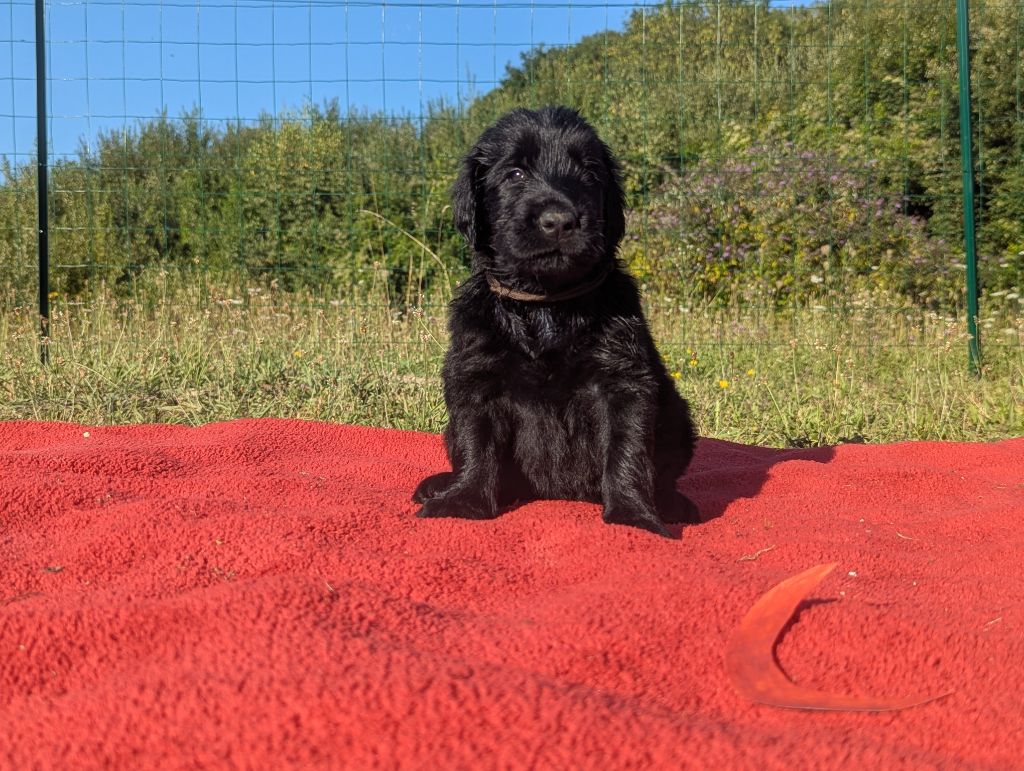 Moonfriend - Chiots disponibles - Flat Coated Retriever