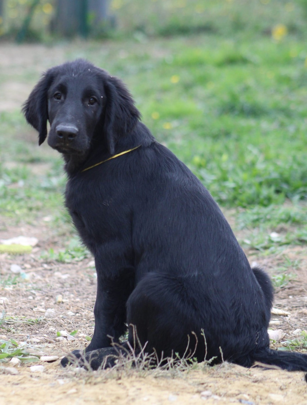 Moonfriend - Chiots disponibles - Flat Coated Retriever