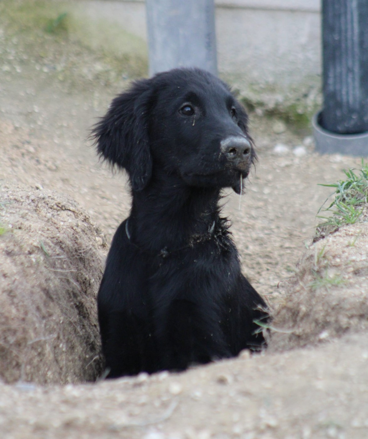 Moonfriend - Chiots disponibles - Flat Coated Retriever