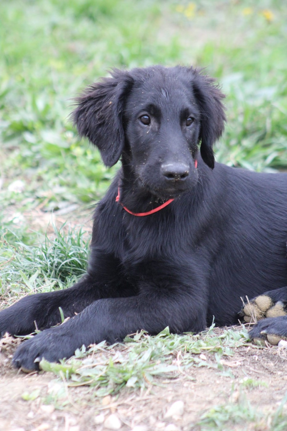 Moonfriend - Chiots disponibles - Flat Coated Retriever