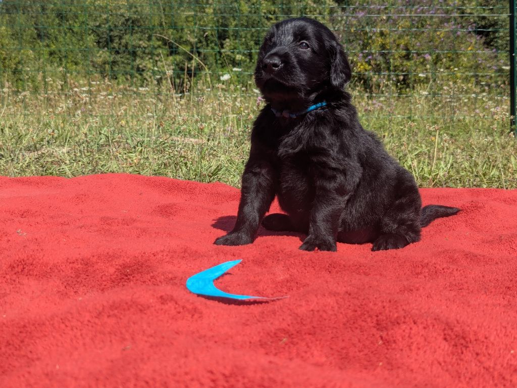 Moonfriend - Chiots disponibles - Flat Coated Retriever