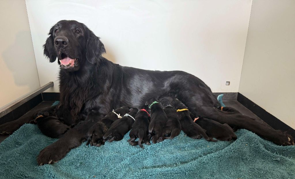 Chiot Flat Coated Retriever Moonfriend