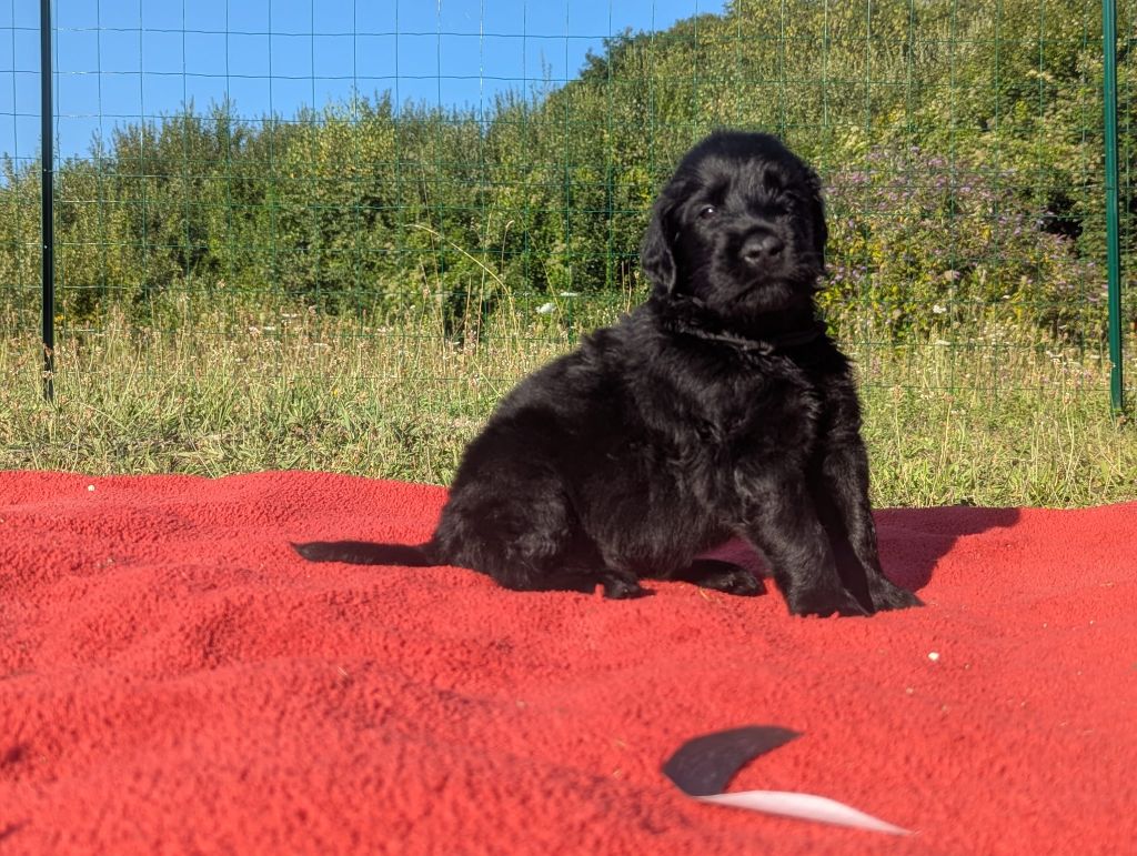 Moonfriend - Chiots disponibles - Flat Coated Retriever