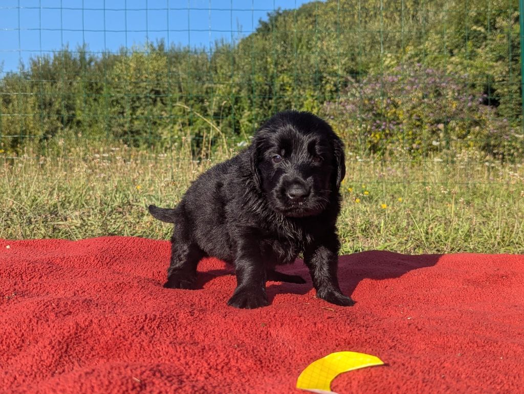 Moonfriend - Chiots disponibles - Flat Coated Retriever